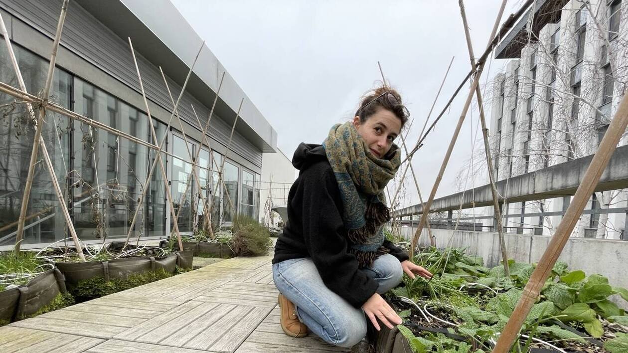 Depuis 2021, ils cultivent fruits et légumes sur les toits d’Angers… Et ce n’est pas si simple
