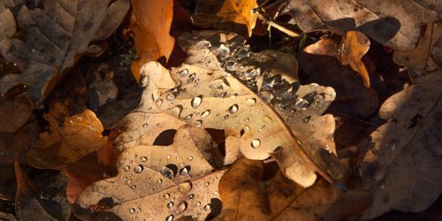 Feuilles mortes d'automne : 4 utilisations astucieuses au jardin