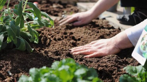 DIRECT. Jardin : plantes, légumes, gazon… Posez vos questions, notre expert vous répond