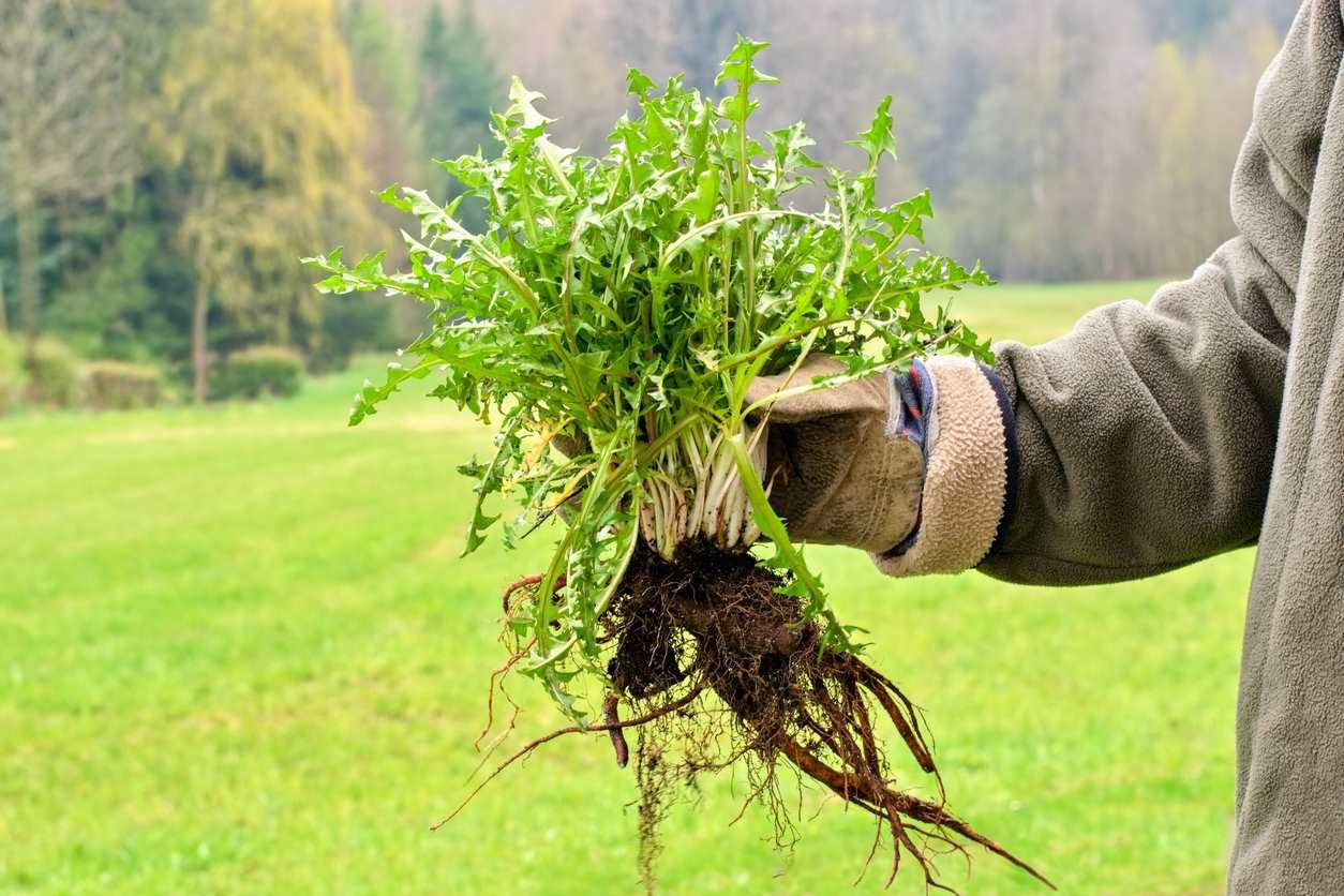 Vous en avez assez des mauvaises herbes ? Voici 3 solutions pour en venir à bout facilement !