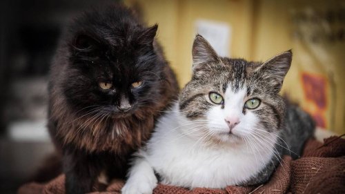 Dans ce village, les chats rentrent chez eux… tondus : « Il avait un trou de 8 ou 9 centimètres »