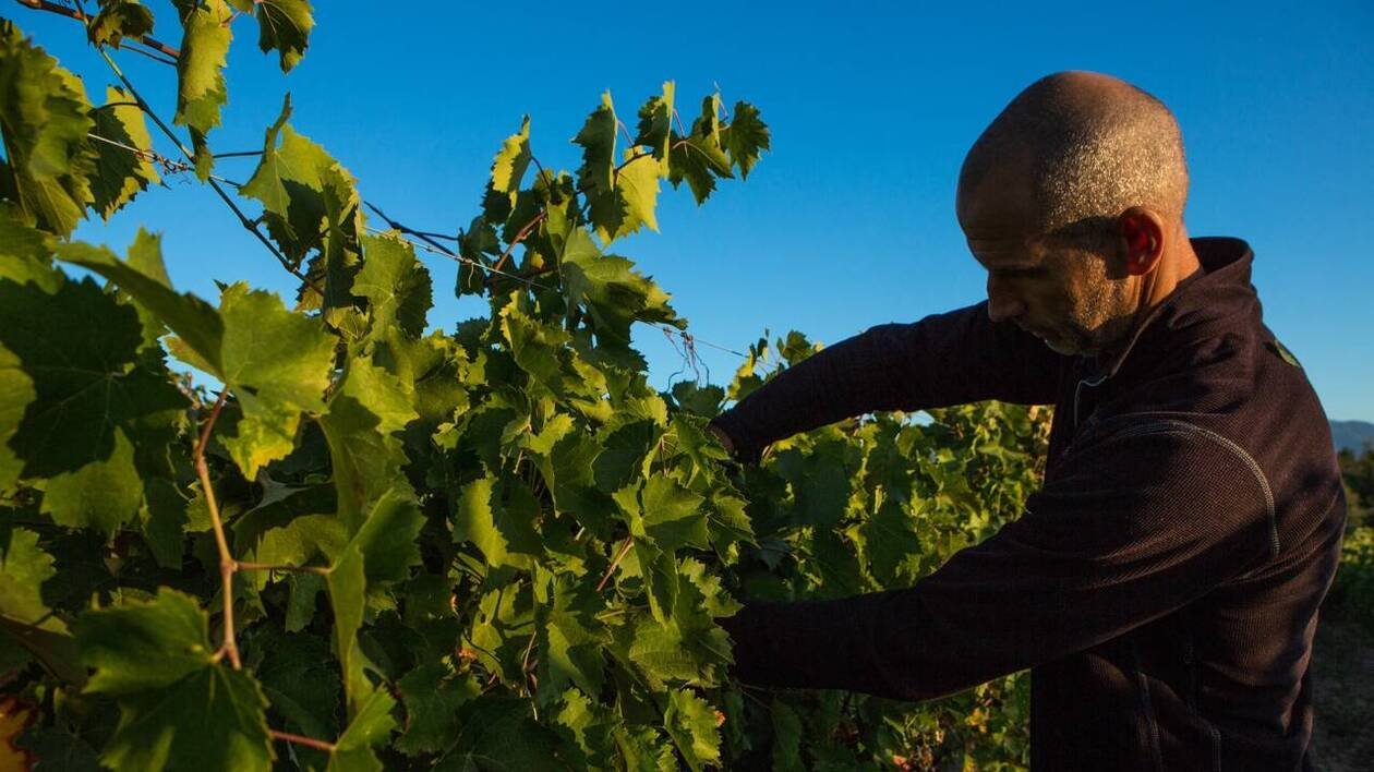 Droits de douane : les vignerons ne doivent « pas être sacrifiés au profit d’un autre » secteur