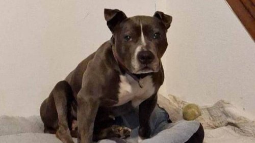 Tout juste adoptée, la chienne Chebba s’en est allée