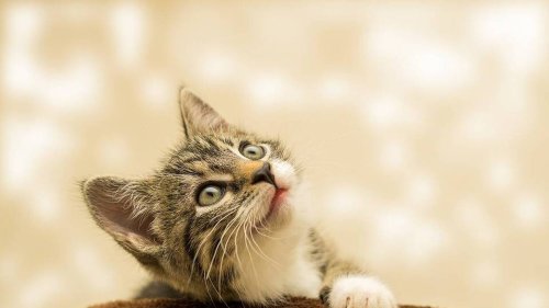 Chaton coincé dans le moteur d’une voiture : des passants se mobilisent pour lui porter secours