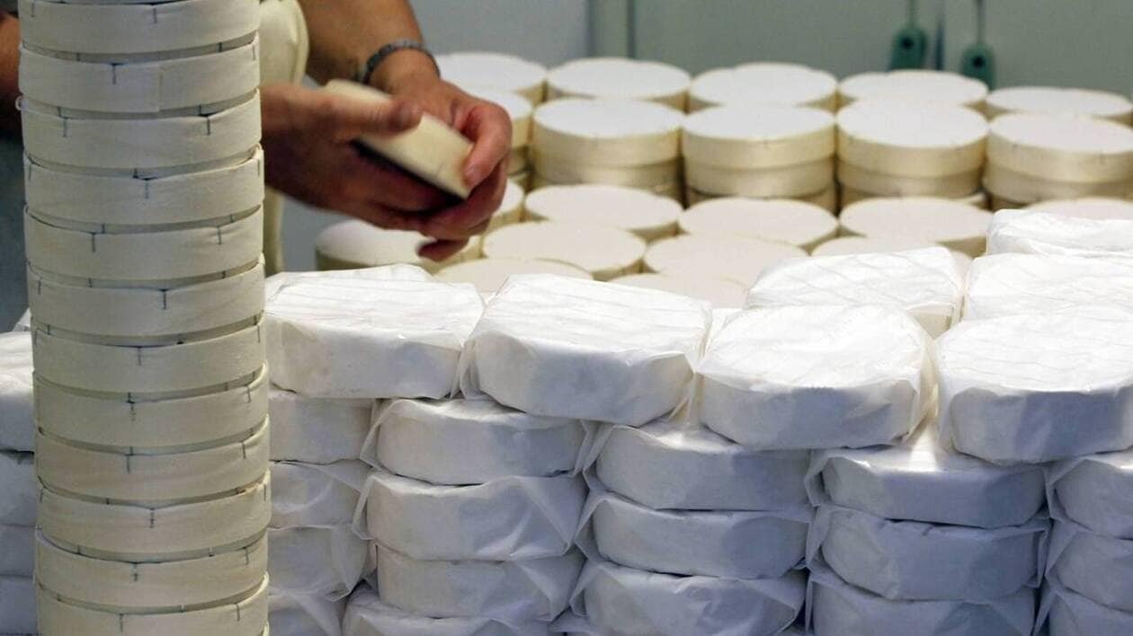 Le Normand Gillot, numéro 1 de l’AOP, congèle des camemberts pour les exporter vers l’Australie
