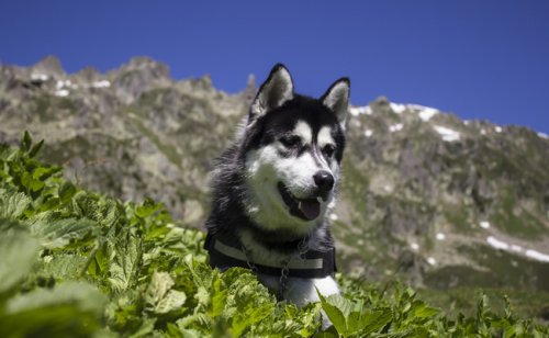 Le Husky de Sakhaline : caractère, éducation, santé, prix | Race de chien