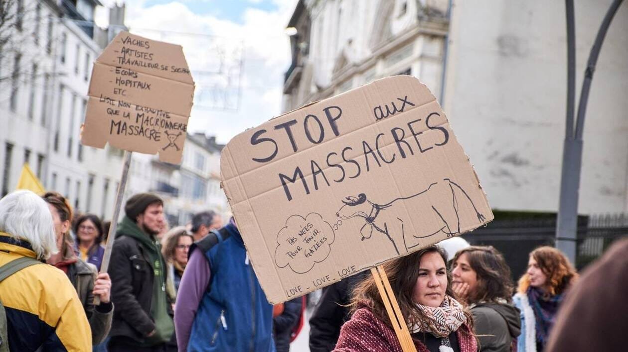 Dermatose bovine : pourquoi la France choisit-elle l’abattage total ?