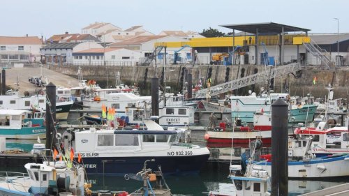 Vendée. Les pêcheurs actifs pour la préservation des dauphins