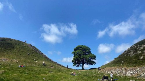 L’un des arbres les plus célèbres au Royaume-Uni, le Sycamore Gap, « délibérément abattu »