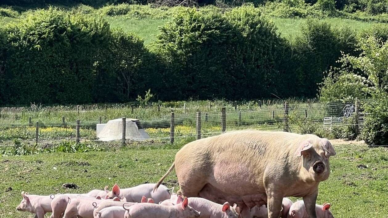 EN IMAGES. Cet élevage de porcs bio unique en son genre veut attirer de jeunes éleveurs