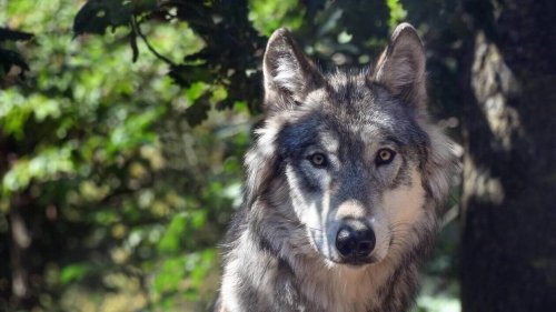 Un loup abattu dans la Drôme après une attaque ayant coûté la vie à six béliers près des habitations