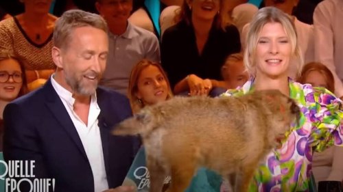 Philippe Caverivière interrompu par un chien sur France 2 : « Tu ne respectes pas ma chronique »