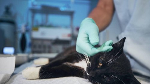 « J’en avais les larmes aux yeux » : son animal souffre, on lui bloque l’accès aux urgences