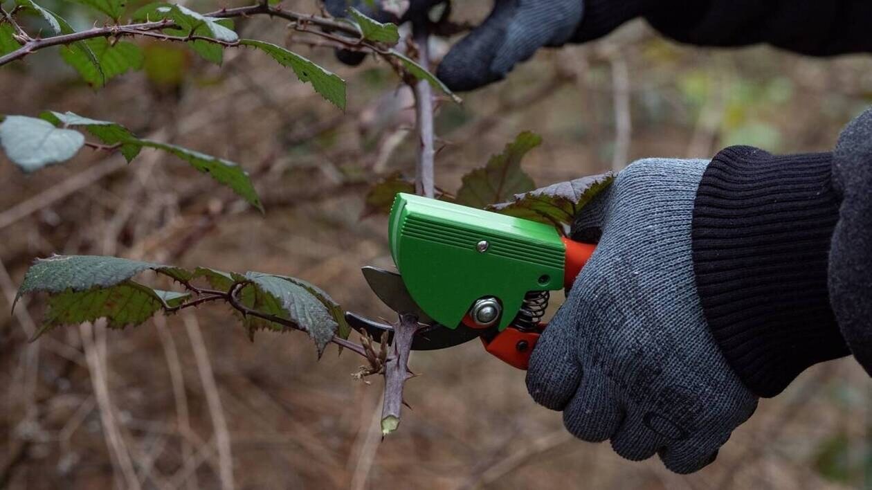 Ce septuagénaire a inventé un sécateur qui permet de protéger votre jardin