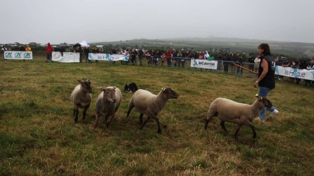 La grande Foire aux moutons de Jobourg est de retour samedi