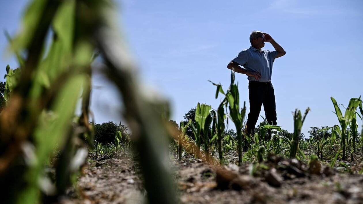 « En 20 ans, je n’avais jamais vu ça » : après l’orage, des agriculteurs normands en plein désarroi