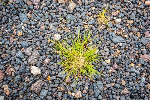 Comment se débarrasser pour de bon des mauvaises herbes dans votre gravier ?