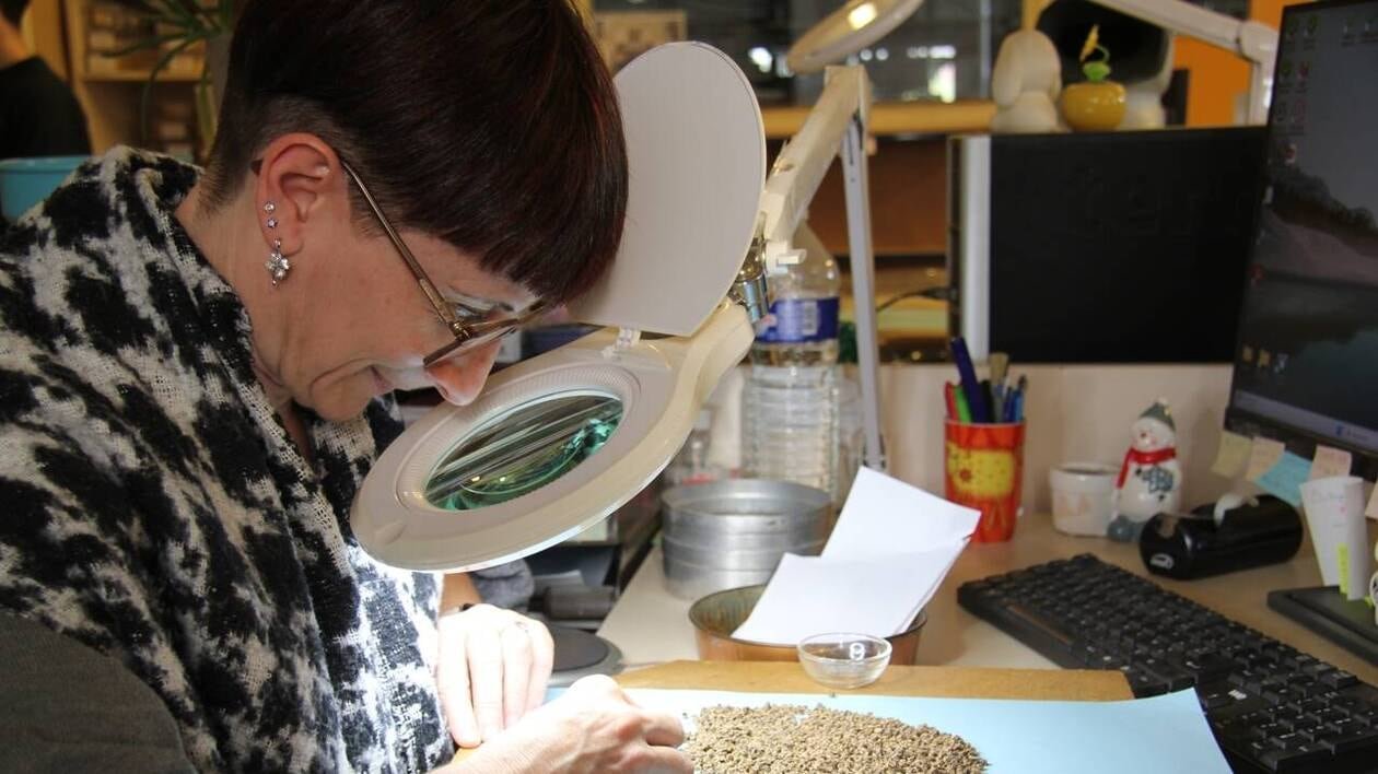 Ce laboratoire d’Anjou est spécialisé dans l’analyse de graines : « Certaines sont petites comme une tête d’ép