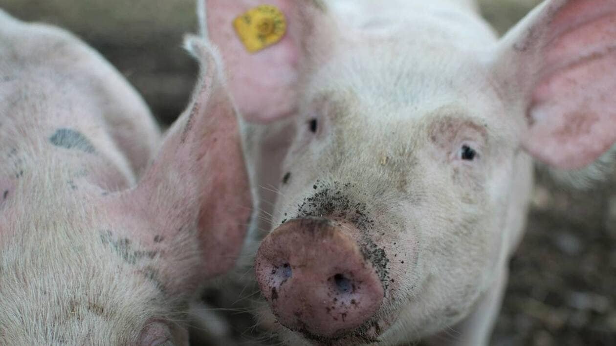Les vainqueurs remporteront leur poids en viande de porc : en Bretagne, cette course fait polémique
