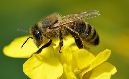 Abeille noire (Apis mellifera mellifera), abeille rustique en danger !