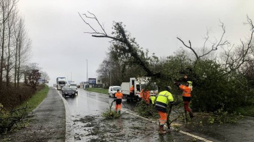 Tempête « Louis » : des arbres tombés à terre sans faire de blessés à Fougères