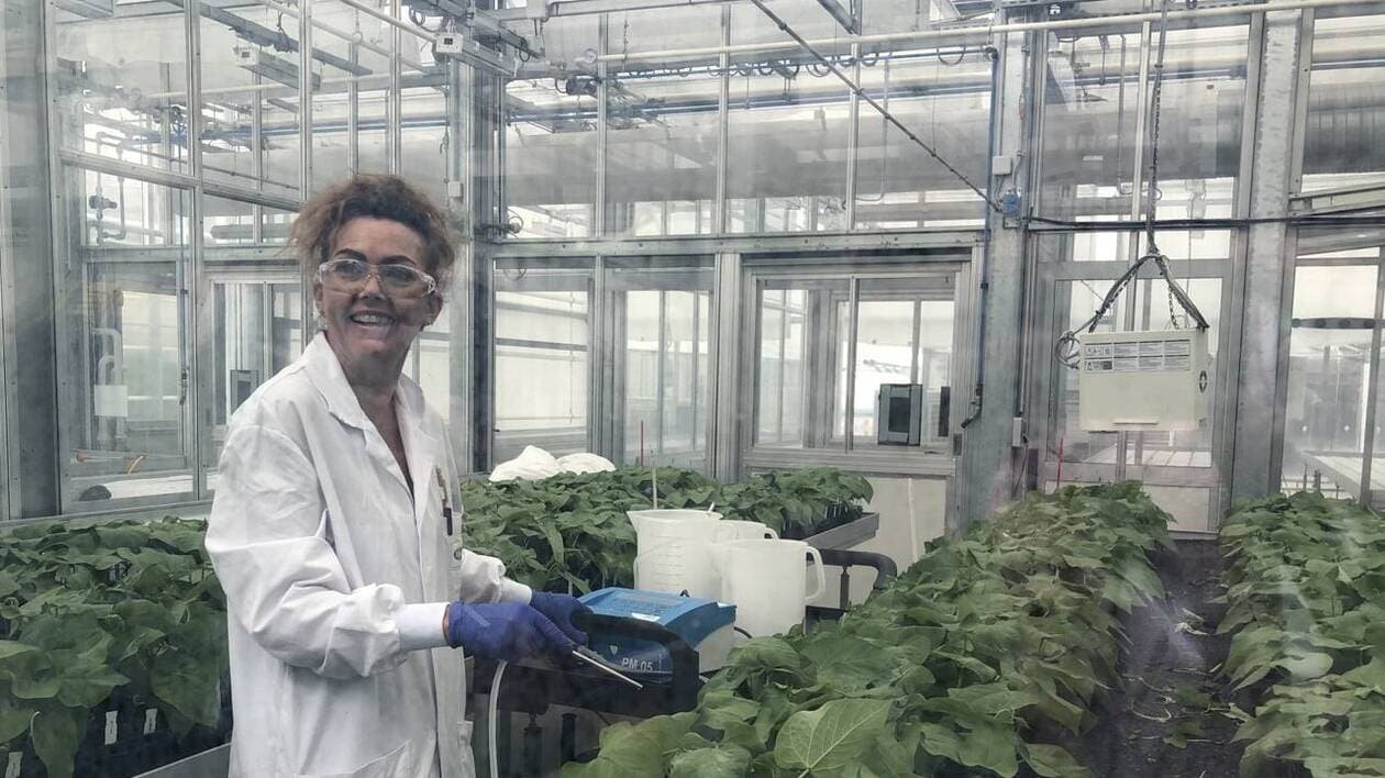 Agriculture : comment ce semencier crée des variétés résistantes face au changement climatique