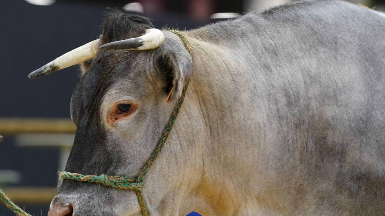 « Un véritable massacre ! » : ils retrouvent une vache abattue et dépecée dans leur champ