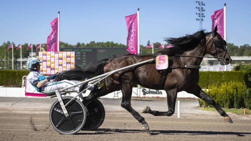 « L’Elitloppet, c’est le championnat du monde de sprint » : cinq trotteurs français seront au départ