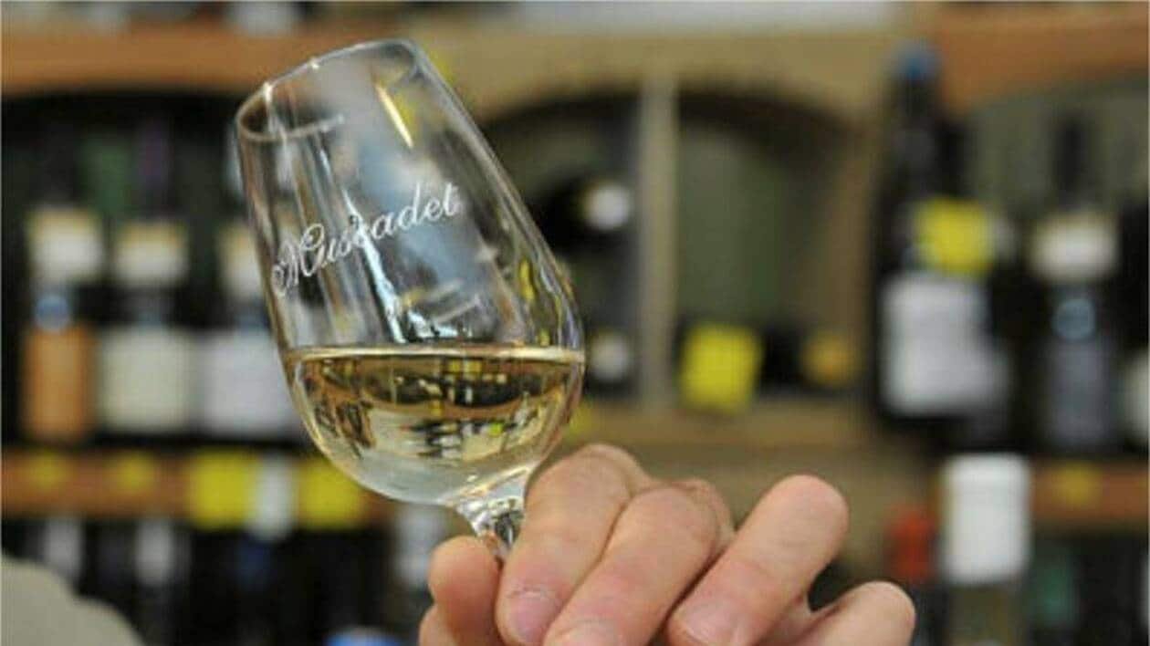 La menace Trump inquiète au pays du muscadet | Presse Océan