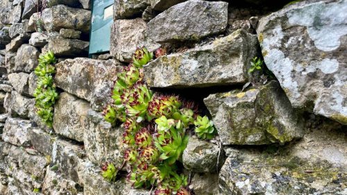 Murs et murets, les « oubliés » de l’écologie ?