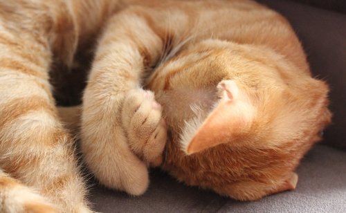 Qu'est-ce que le sommeil polyphasique du chat ?
