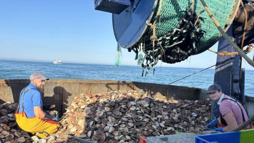 Coquille Saint-Jacques : dans la Manche, « la ressource est là, pas le prix »