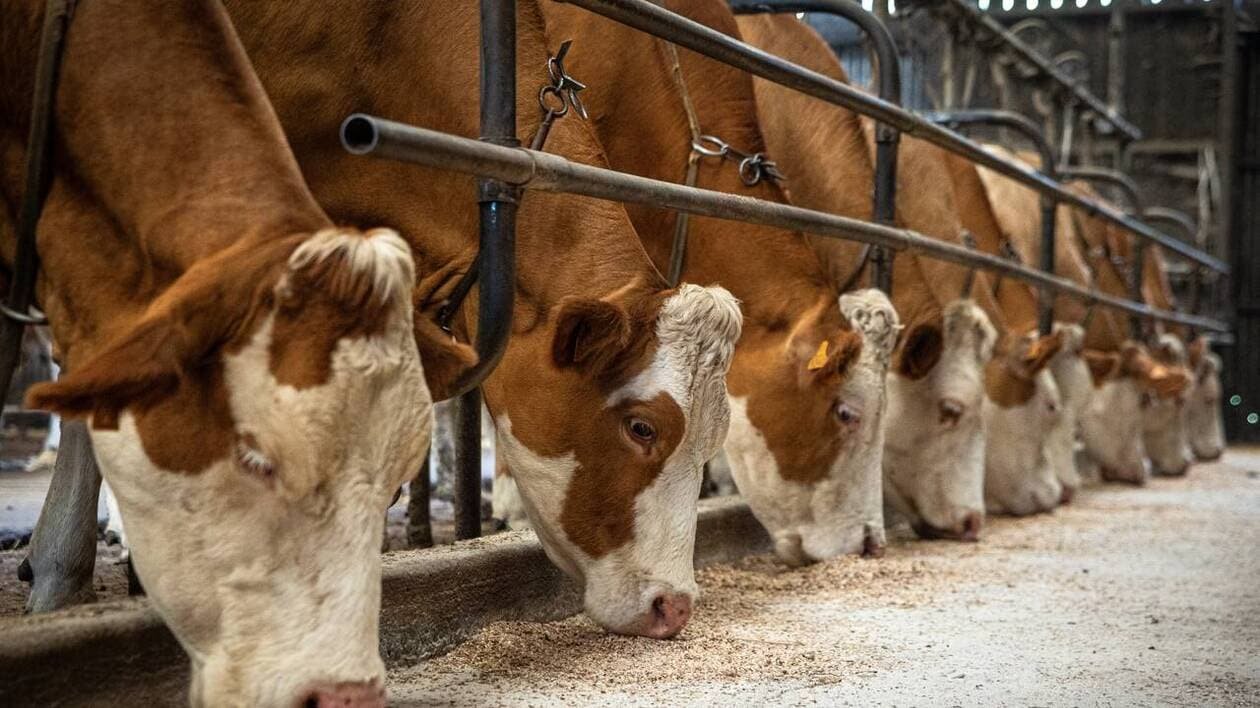 Un projet de centre d’engraissement de 2 000 bovins autorisé par le préfet de la Haute-Vienne