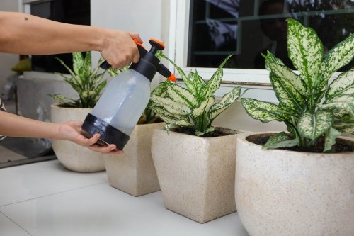 Arrêtez d’acheter des pots de fleurs une fortune ! Voici l’astuce pour obtenir de grands pots à moins d’1 euro