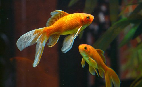 Le poisson rouge grandit en fonction de la taille de son aquarium : vrai ou faux ?