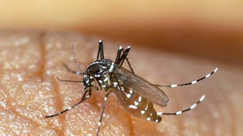 Dengue en Loire-Atlantique : des opérations de prévention contre le moustique tigre