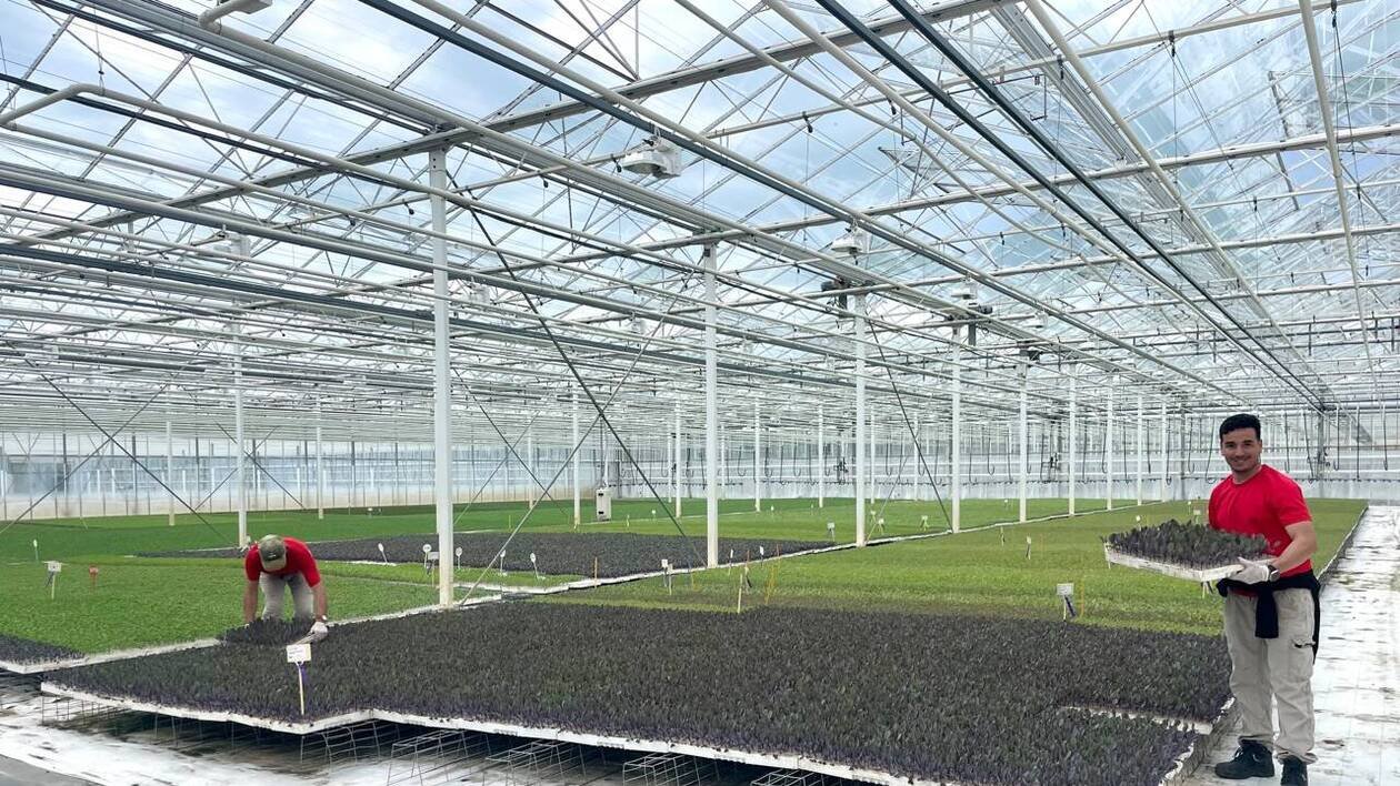 Près de Saint-Malo, Hexaplants produit 75 millions de plants maraîchers chaque année