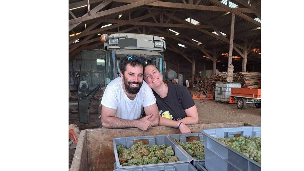 « On se lance tous, on ne peut pas rester seuls » : ces Bretons ont vendangé pour la première fois