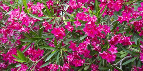 Haie persistante et fleurie : 9 arbustes à planter sans hésitation !