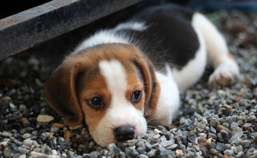 7 raisons qui font que vous ne devriez pas adopter de chien