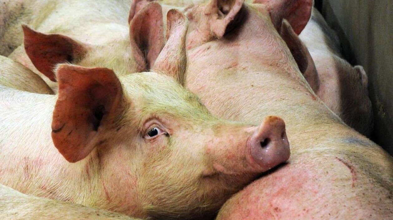En « grande détresse », l’éleveur aurait abandonné ses 700 porcs décédés en Normandie