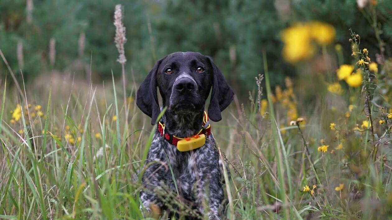 Loi Duplomb : l’acétamipride est-il vraiment présent dans les colliers antipuces des chiens ?
