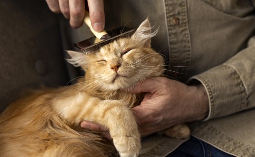 5 astuces pour faciliter le brossage de votre chat !