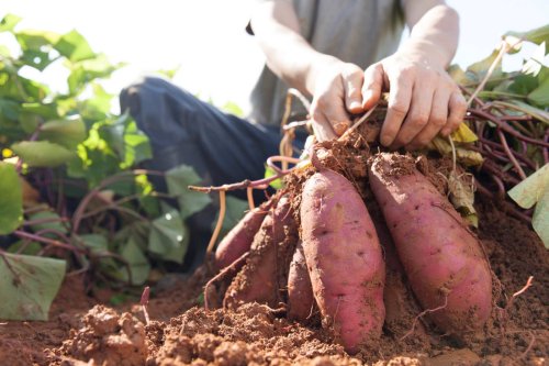 Le secret bien gardé des jardiniers pour cultiver les patates douces et obtenir une récolte abondante