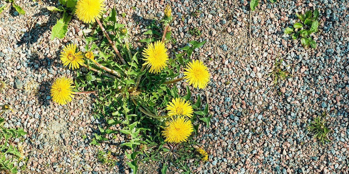 5 astuces pour désherber une allée en gravier envahie d'herbe sans produits chimiques !