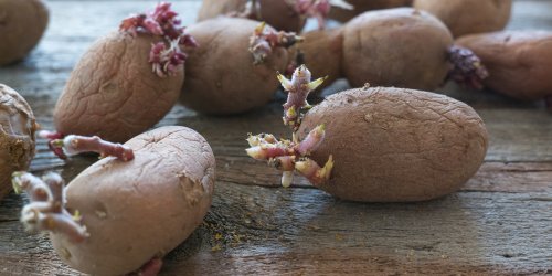 7 astuces de grand-mère pour empêcher les pommes de terre de germer !
