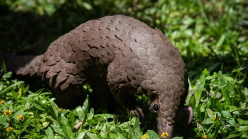 Covid-19. Des chercheurs appellent à préserver la biodiversité pour se prévenir des épidémies