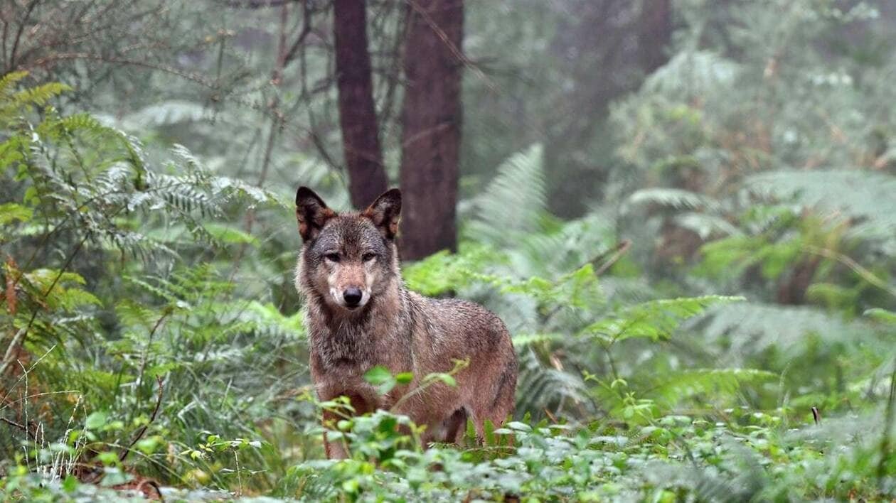«Les bovins, les grands oubliés de la protection contre le loup», déplorent des agriculteurs bretons