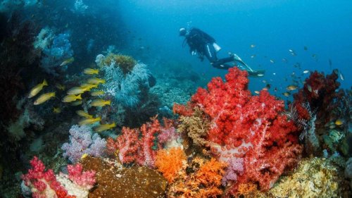 Pourquoi le blanchissement massif des coraux dans le monde est très inquiétant