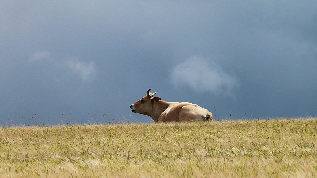 Un voyage en Aubrac